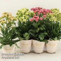 Kalanchoe 'Sunny Mix' -plant KALA SUNMX14CM S48790