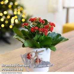 Christmas Kalanchoe - Gift 10 Christmas Kalanchoe - Gift -plant KALA ZINCSKATE T46919