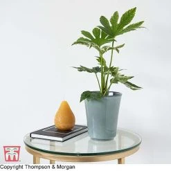 Fatsia Japonica 'Spiders Web' -plant KB0814 FATS 2