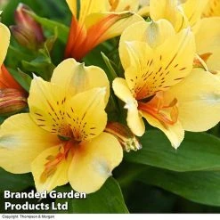 Alstroemeria 'Valley' Collection (Summer Paradise Series) -plant KB2813 VALLEY COLL B
