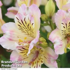 Alstroemeria 'Valley' Collection (Summer Paradise Series) -plant KB2813 VALLEY COLL C