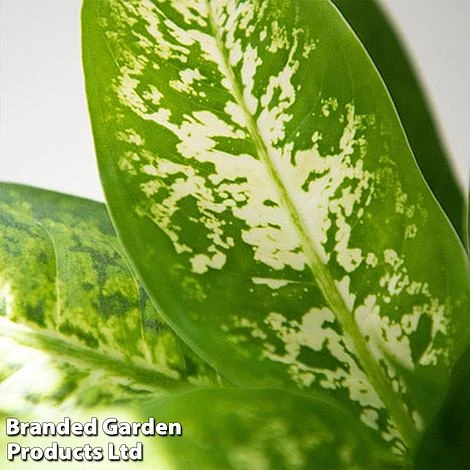 Dieffenbachia 'Compacta' 2 Dieffenbachia 'Compacta' - Image 2