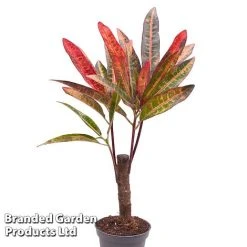 Houseplant Tropical Mix 14 Houseplant Tropical Mix -plant KF0878 MIXD TROPIC6CM A