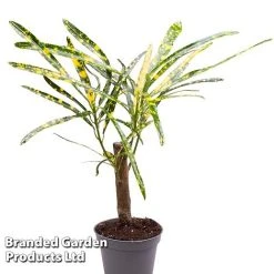 Houseplant Tropical Mix 15 Houseplant Tropical Mix -plant KF0878 MIXD TROPIC6CM B