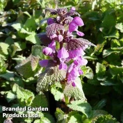 Lamium Maculatum Roseum