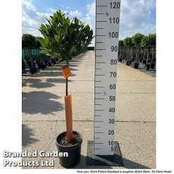Laurus Nobilis (Standard) -plant LAUR NOBILISTD S52050