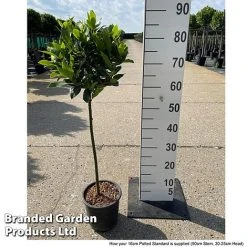 Laurus Nobilis (Standard) -plant LAUR NOBILISTD S52051