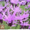 Lavender 'Flaming Purple'