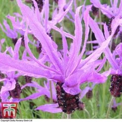 Lavender 'Flaming Purple' -plant LAV TKA0975 C
