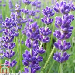 Lavender 'Havana' -plant LAVE T80301 A