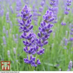 Lavender 'Havana' -plant LAVE T80301 B