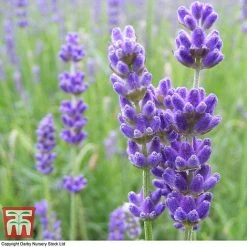 Lavender 'Havana' -plant LAVE T80301 C