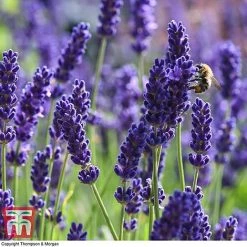 Lavender 'Havana'