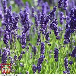 Lavender 'Havana' -plant LAVE T80301 F