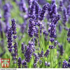 Lavender 'Havana' -plant LAVE T80301 G
