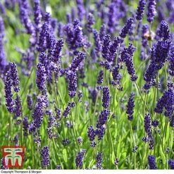 Lavender 'Havana' -plant LAVE T80301 H