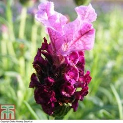Lavender 'Antibes' 7 Lavender 'Antibes' -plant LAVE T80303 A