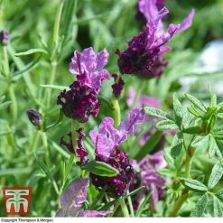 Lavender 'Antibes' 6 Lavender 'Antibes' -plant LAVE T80303 D