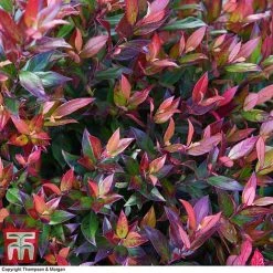 Leucothoe Axillaris 'Little Flames' -plant LEUC 66323 A1