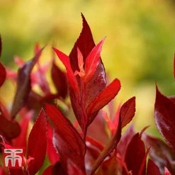 Leucothoe Axillaris 'Little Flames' -plant LEUC 66323 C