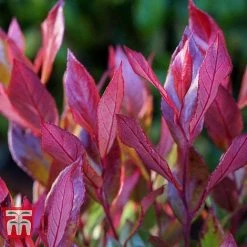 Leucothoe Axillaris 'Little Flames' -plant LEUC 66323 D