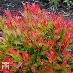 Leucothoe Axillaris 'Little Flames' -plant LEUC 66323 F