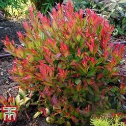Leucothoe Axillaris 'Little Flames' -plant LEUC 66323 G
