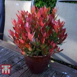 Leucothoe Axillaris 'Little Flames' -plant LEUC 66323 H