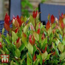 Leucothoe Axillaris 'Little Flames' -plant LEUC 66323 I