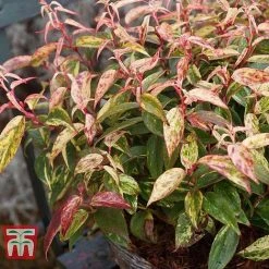 Leucothoe Fontanesiana 'Makijaz' -plant LEUC T66325 D