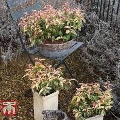 Leucothoe Fontanesiana 'Makijaz' -plant LEUC T66325 F