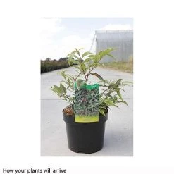 Leucothoe Fontanesiana 'Whitewater' -plant LEUC T66326 B h