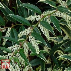 Leucothoe Fontanesiana 'Whitewater' -plant LEUC T66326 D