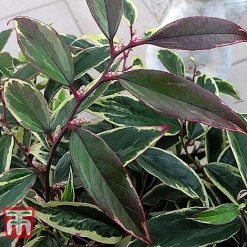 Leucothoe Fontanesiana 'Whitewater' -plant LEUC T66326 E