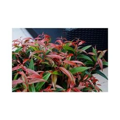 Leucothoe Keiskei 'Burning Love' -plant LEUC T66327 A h