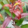 Leucothoe Keiskei 'Burning Love'