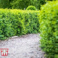 Ligustrum Vulgare -plant LIG KB3249 C