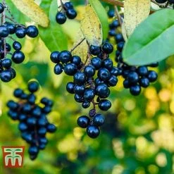 Ligustrum Vulgare -plant LIG KB3249 D