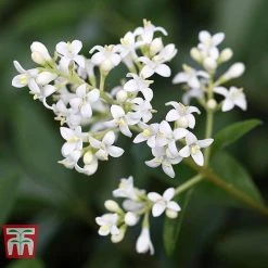 Ligustrum Vulgare -plant LIG KB3249 e