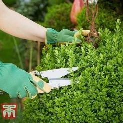 Ligustrum Ovalifolium -plant LIG T58258 C