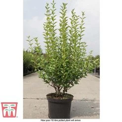 Ligustrum Ovalifolium -plant LIG T58258 E1