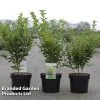 Ligustrum Ovalifolium 'Green Diamond'