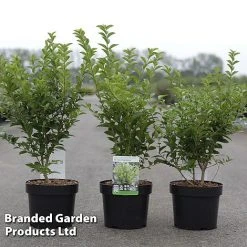 Ligustrum Ovalifolium 'Green Diamond'
