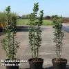 Ligustrum Vulgare 'Straight Talk'