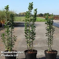 Ligustrum Vulgare 'Straight Talk'