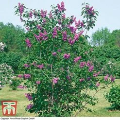 Lilac 'Charles Joly' -plant LILA T79095 C