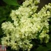 Lilac 'Primrose'
