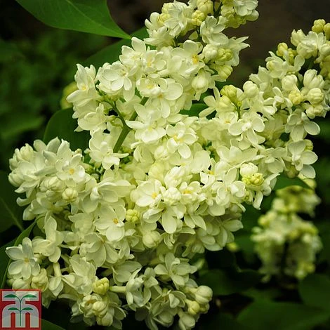 Lilac 'Primrose' 1 Lilac 'Primrose'