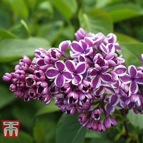 Lilac 'Sensation' 1 Lilac 'Sensation'