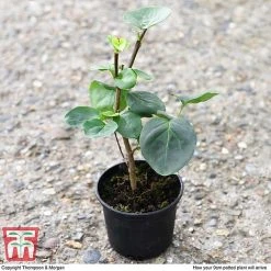 Lilac 'Sensation' 8 Lilac 'Sensation' -plant LILA T79105 D